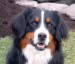 bernese-mountain-dog-picture.jpg
