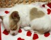 cute-chihuahua-love-heart-puppy-pjlighthouse-05.jpg